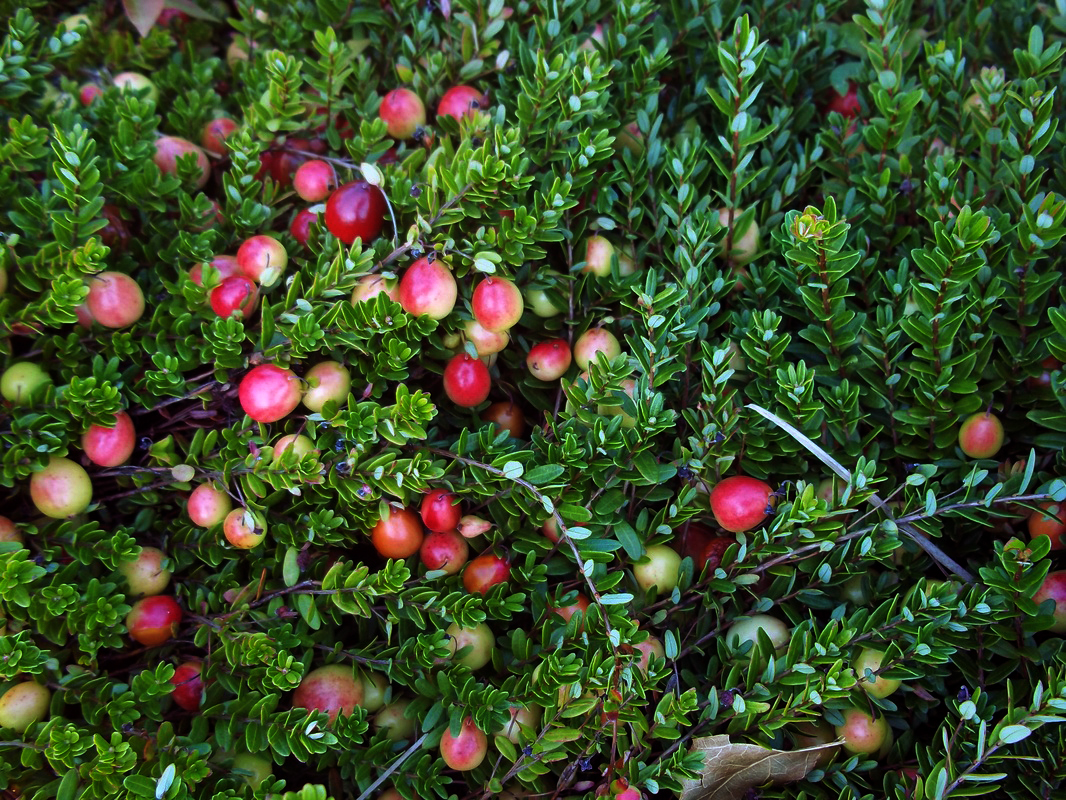 Cranberry Bog Tours