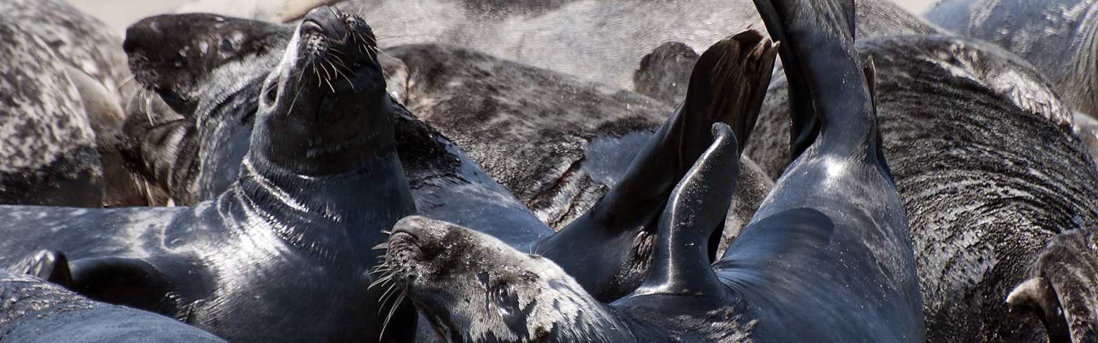 Sealwatch
